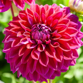 Große Dahlien Mischung (x5) - Dahlia 'Diva', 'Clair Obscure', 'Mistery Day', 'Seduction', 'Luka Johanna' - Willemse
