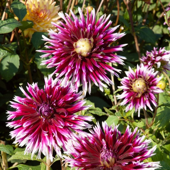 Dahlia 'Diva', 'Clair Obscure', 'Mistery Day', 'Seduction', 'Luka Johanna' - Große Dahlien Mischung (x5) - Dahlien-Zwiebeln