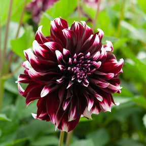 Dahlien-Zwiebeln - Große Dahlien Mischung (x5) - Dahlia 'Diva', 'Clair Obscure', 'Mistery Day', 'Seduction', 'Luka Johanna'