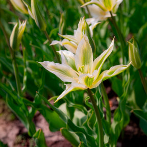 Verkauf Lilienblütige Tulpe 'Greenstar' (x10) - Tulipa greenstar