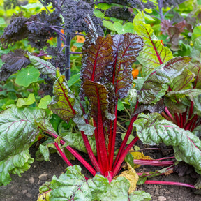 Rhabarber Mangold Rhubarb Chard