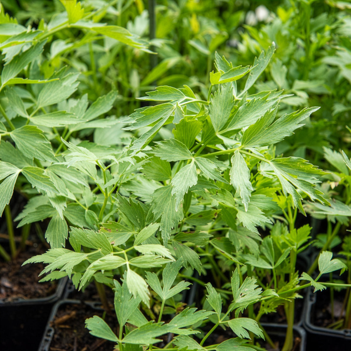 Maggikraut Bio - Levisticum officinalis - Willemse