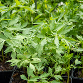 Maggikraut Bio - Levisticum officinalis - Willemse