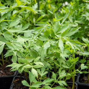 Maggikraut Bio - Levisticum officinalis - Willemse