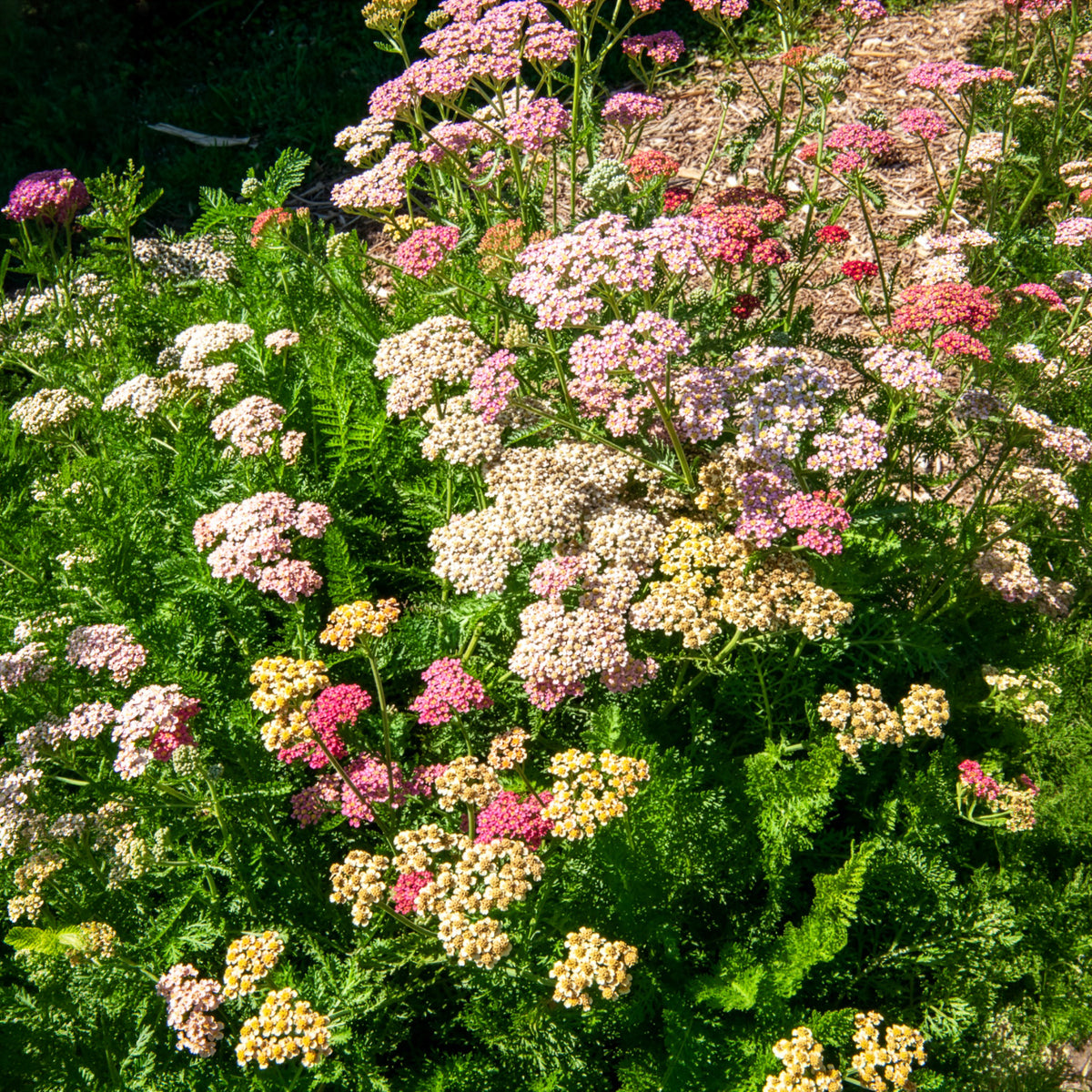 Schafgarbe 'Summer Pastels' F2 Mischung - Achillea millefolium summer pastels f2 - Willemse