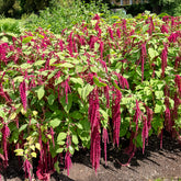 Roter Fuchsschwanz - Willemse