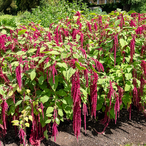Roter Fuchsschwanz - Willemse