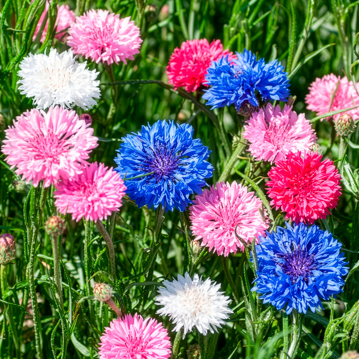 Kornblumen Mischung - Willemse