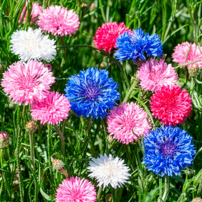 Kornblumen Mischung - Willemse