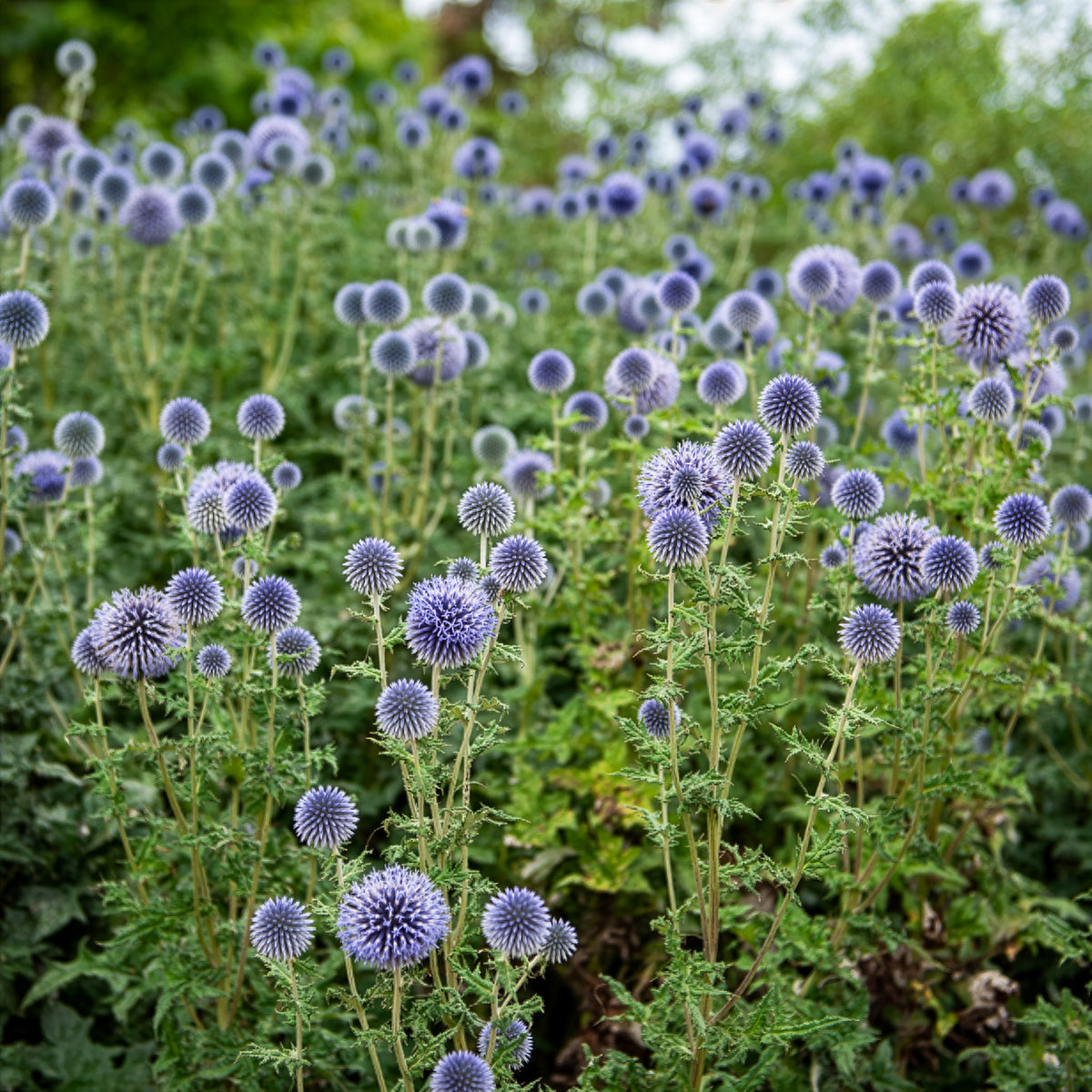 Ruthenische Kugeldistel - Echinops ritro - Willemse