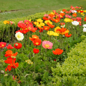Papaver nudicaule - Islandmohn ‘Artist’s Glory’ Mischung - Terrasse und Balkon