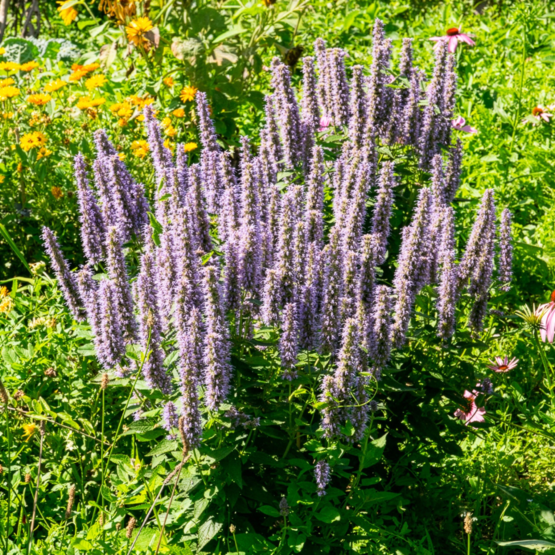 Agastache - Anis-Duftnessel - Agastache foeniculum