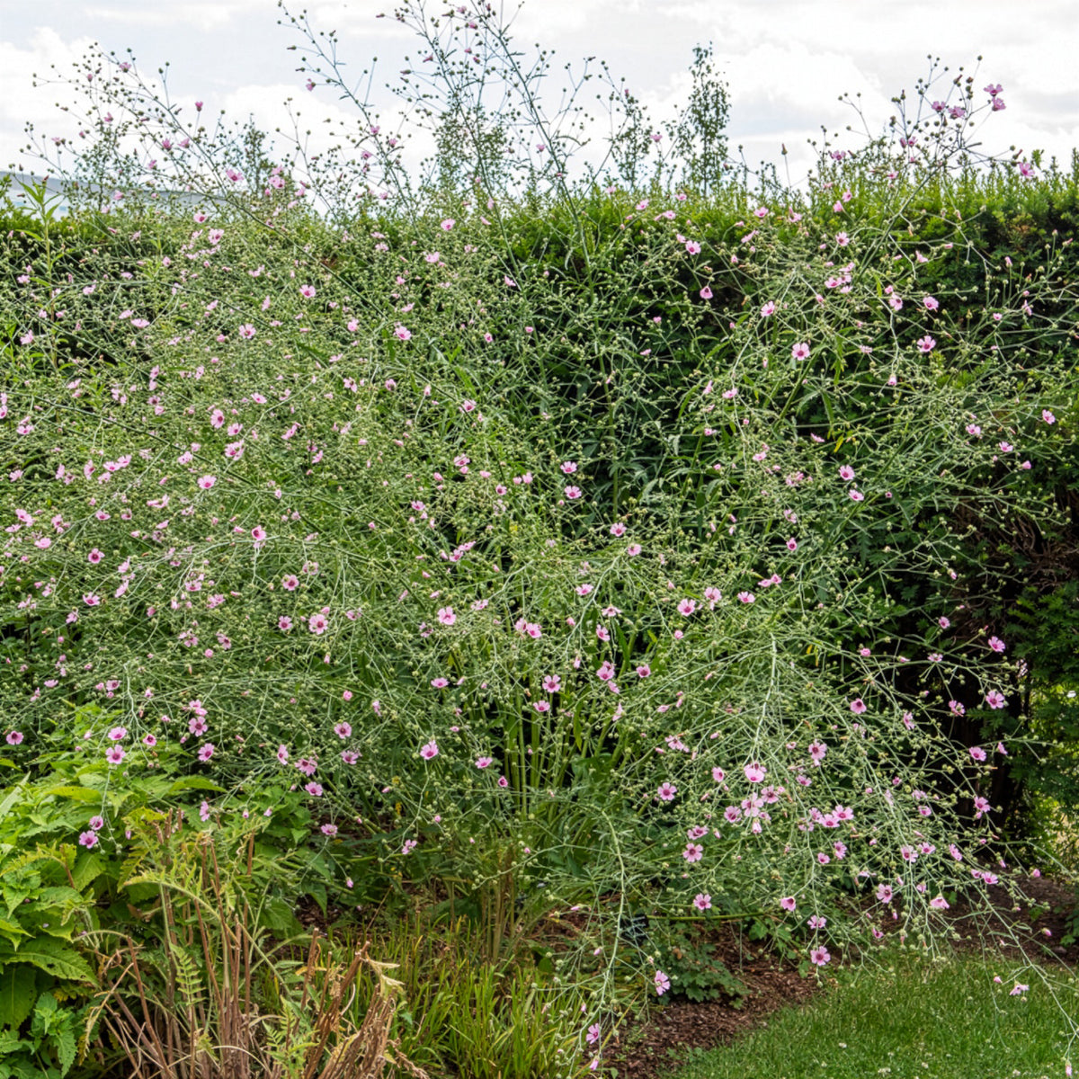 Falscher Hanf-Eibisch Hanfblatt-Eibisch - Althaea cannabina - Willemse