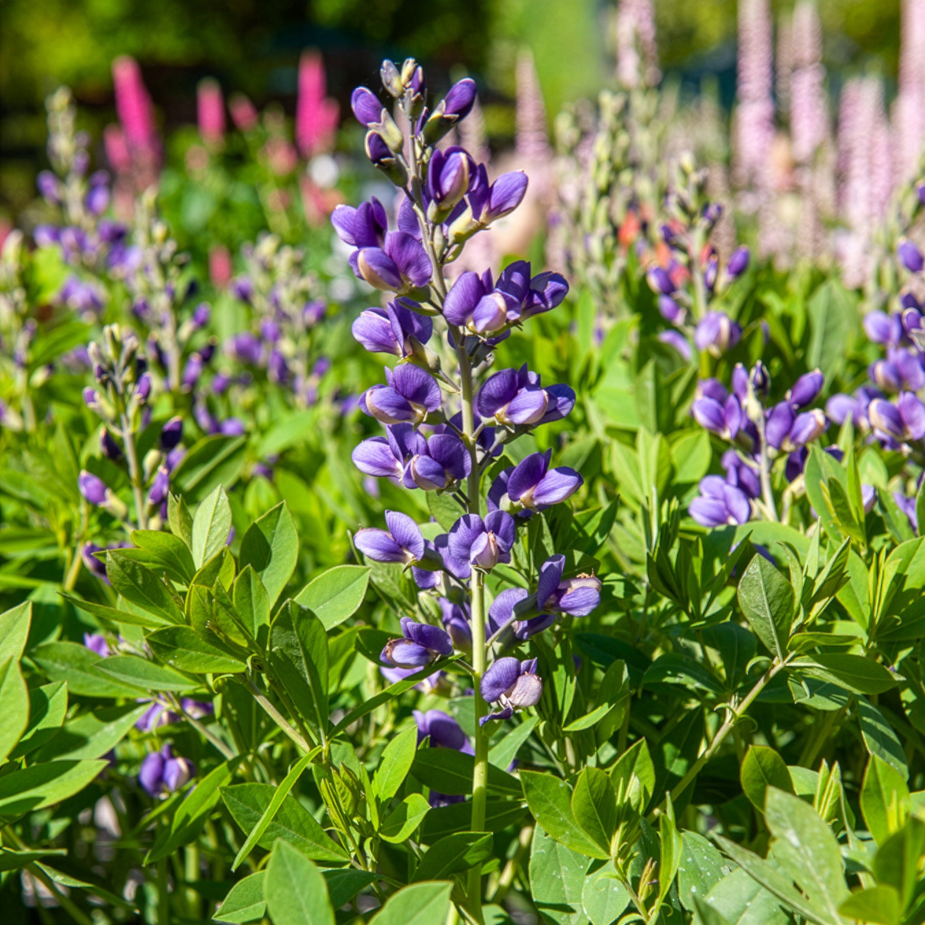 Blaue Färberhülse Decadence Blueberry Sundae - Willemse