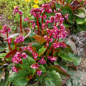 Bergenie ‘Abendglut’ - Bergenia cordifolia Abendglut - Willemse