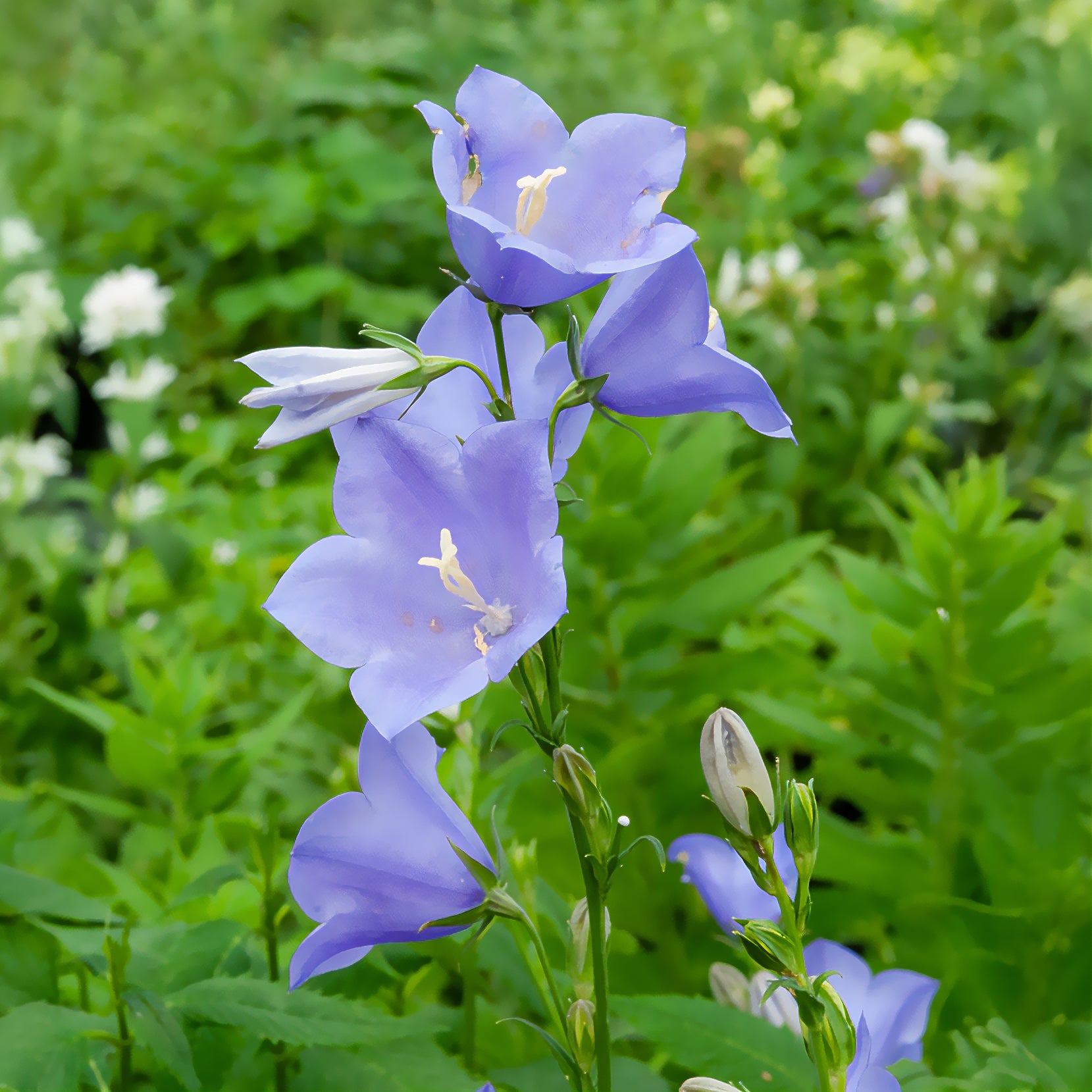 Pfirsichblättrige Glockenblume - Campanula persicifolia - Willemse