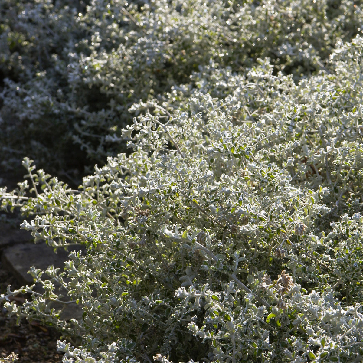 Filziges Hornkraut Yo Yo - Willemse