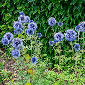 Kugeldistel - Willemse