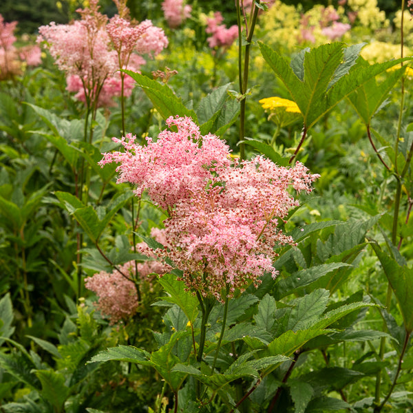 Rote Filipendule Venusta Wiesenkönigin - Filipendula rubra venusta - Willemse