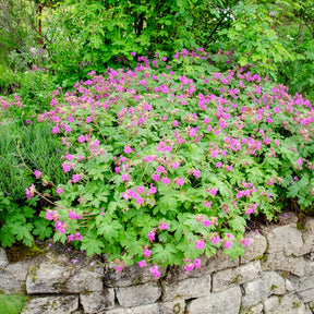 Verkauf Balkan-Storchschnabel - Geranium macrorrhizum