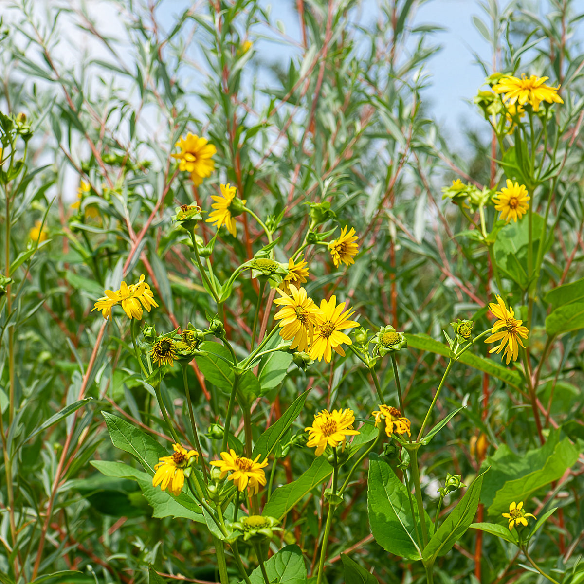 Sonnenblume Capenoch Star - Willemse