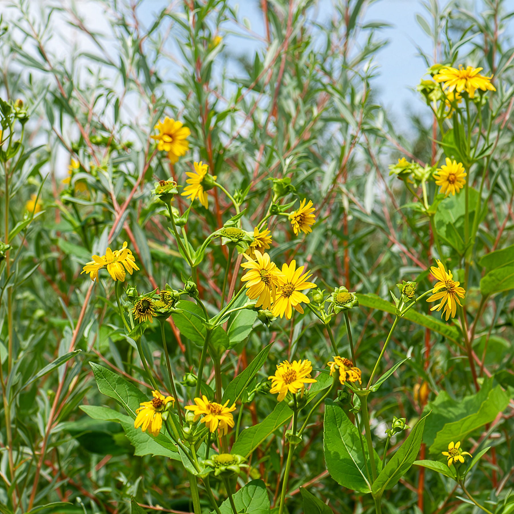 Sonnenblume Capenoch Star - Willemse