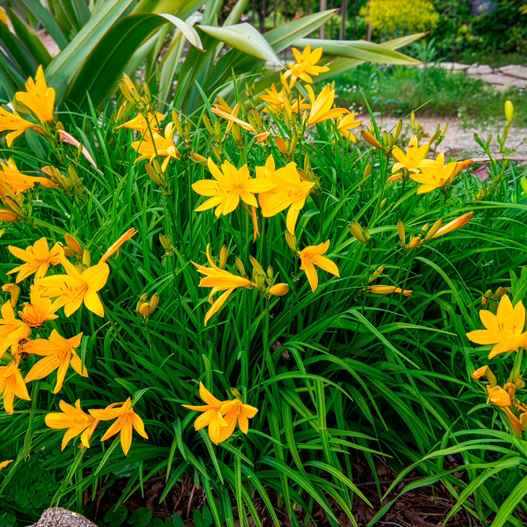 Zitronen-Taglilie - Hemerocallis citrina - Willemse
