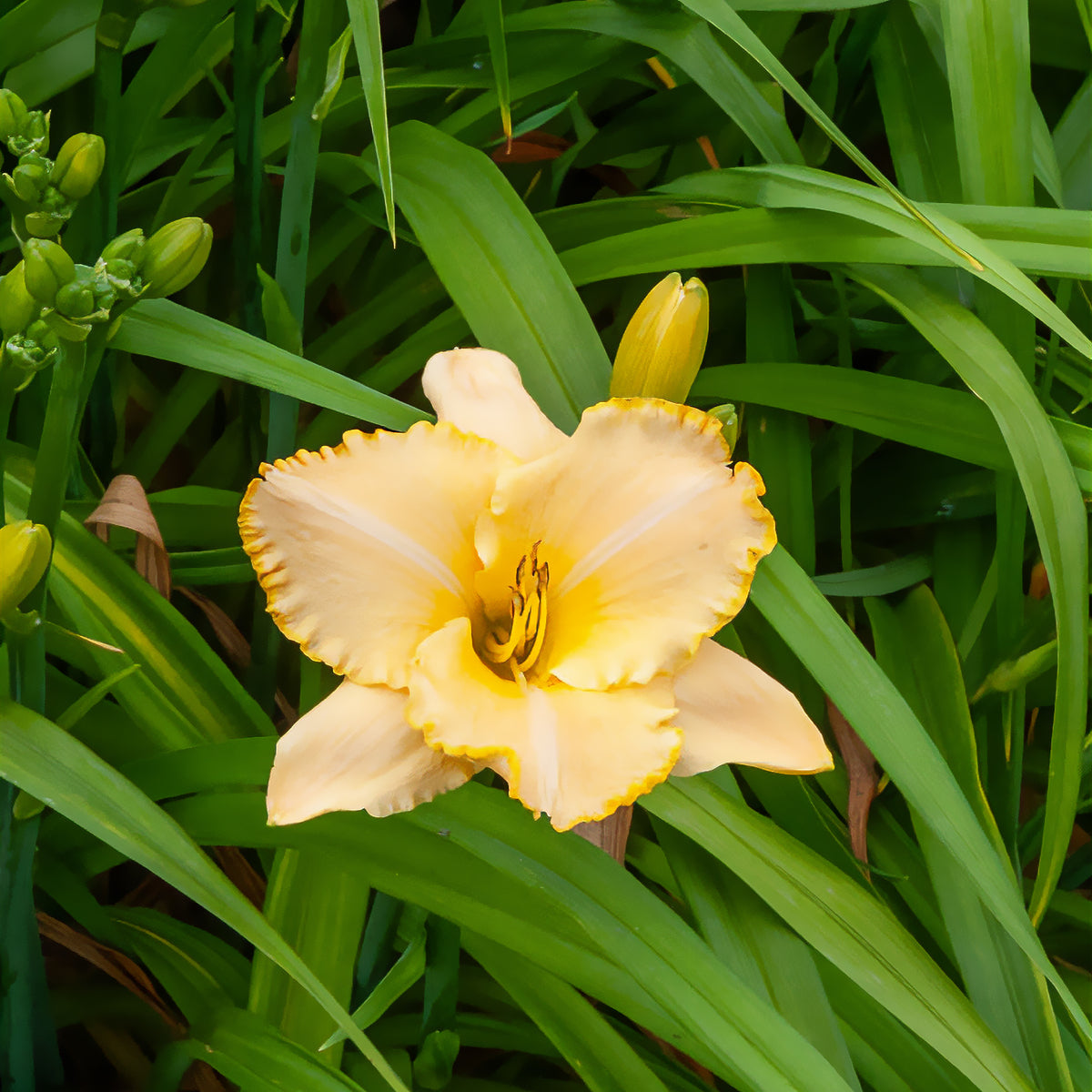 Hemerocallis Serena Sunburst Eintagslilie - Willemse