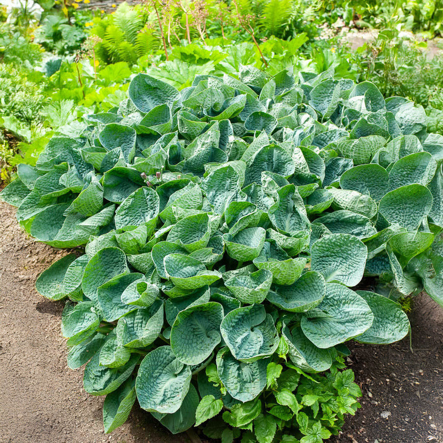 Hosta Big Daddy Funkia - Hosta big daddy - Willemse