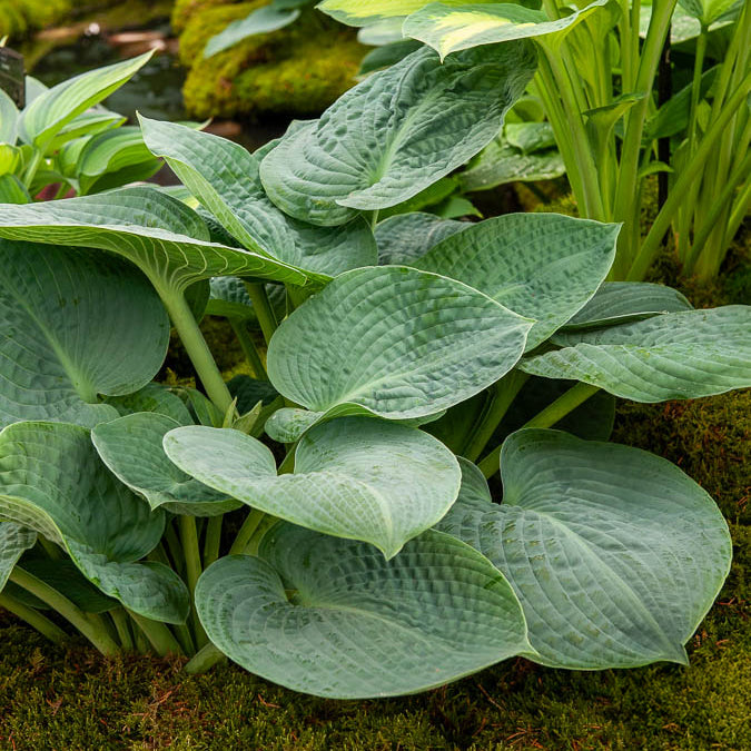 Hosta Big Daddy Funkia - Willemse