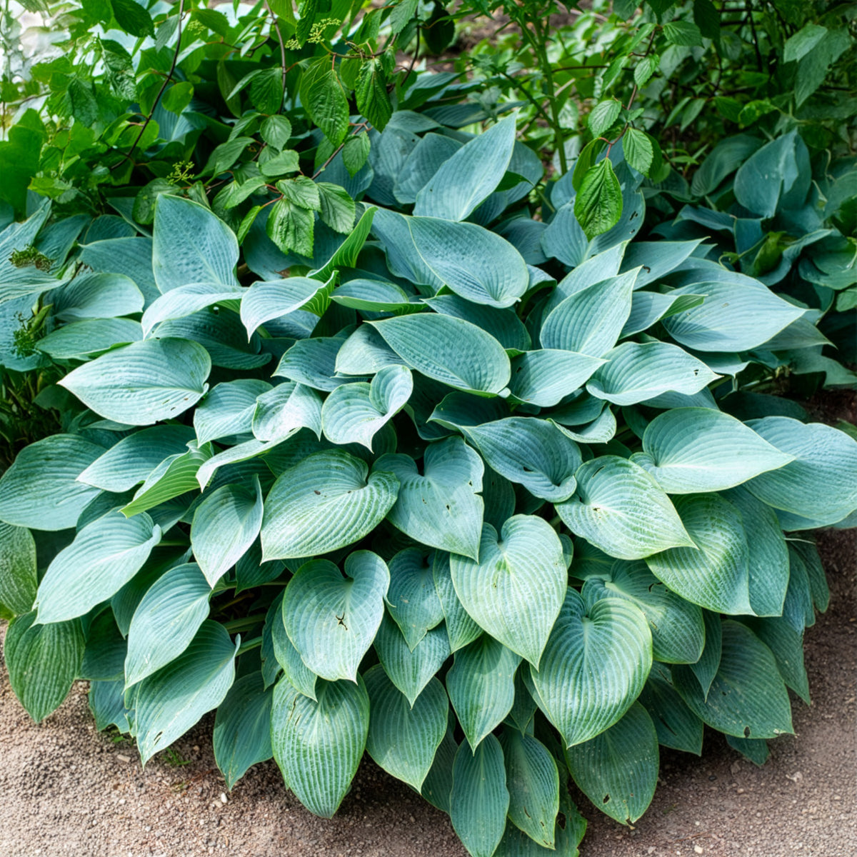 Graublaue Funkie Halcyon - Hosta Halcyon - Willemse
