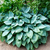 Graublaue Funkie Halcyon - Hosta Halcyon - Willemse