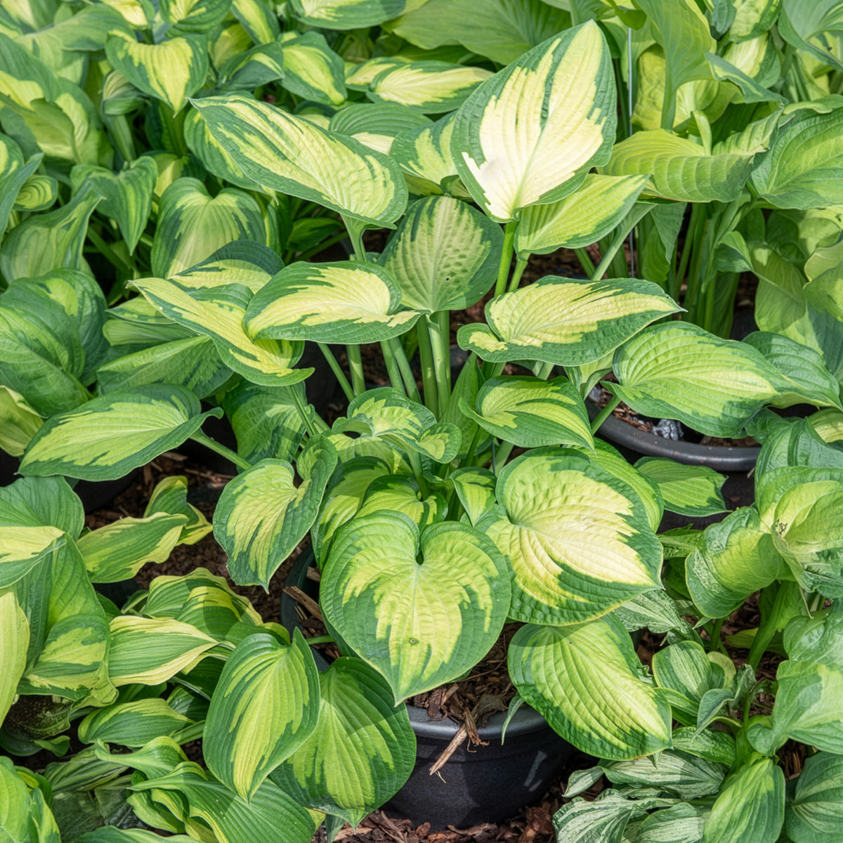 Hosta hybride pauls glory - Hosta Paul's Glory Funkia - Hosta - Funkie