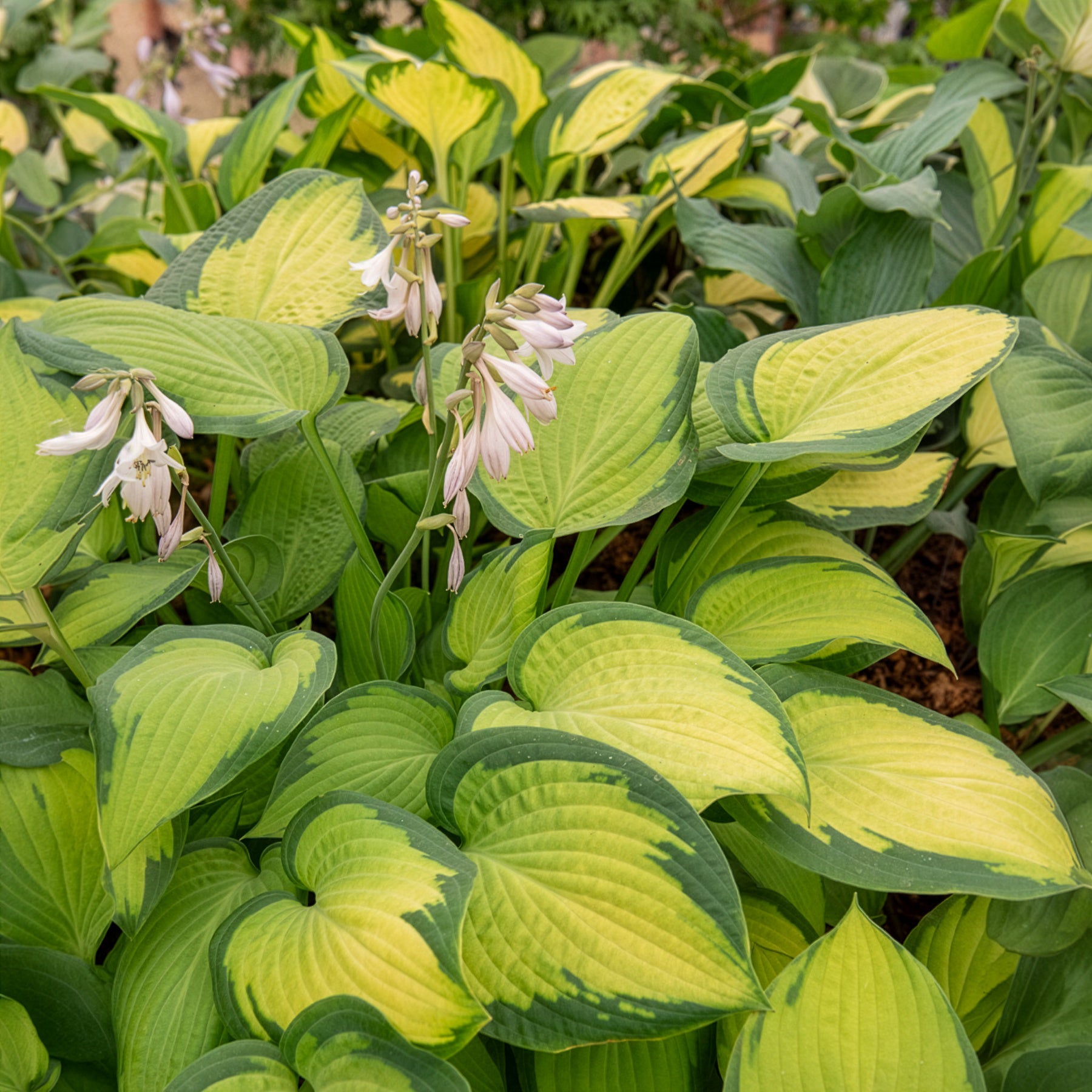 Hosta Paul's Glory Funkia - Hosta hybride pauls glory - Willemse