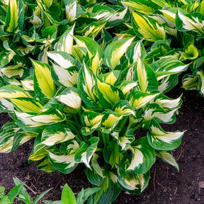 Hosta Whirlwind Funkia - Willemse