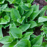 Siebold-Funkie ‘Elegans’ - Hosta sieboldiana elegans - Willemse