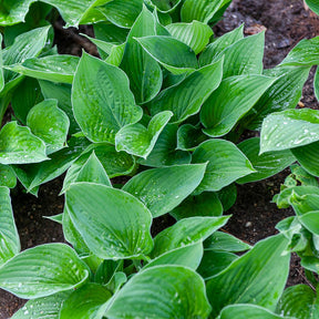 Siebold-Funkie ‘Elegans’ - Hosta sieboldiana elegans - Willemse