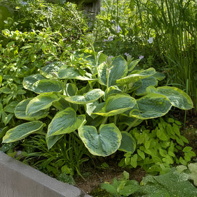 Hosta Frances Williams mit gelbem Rand - Willemse