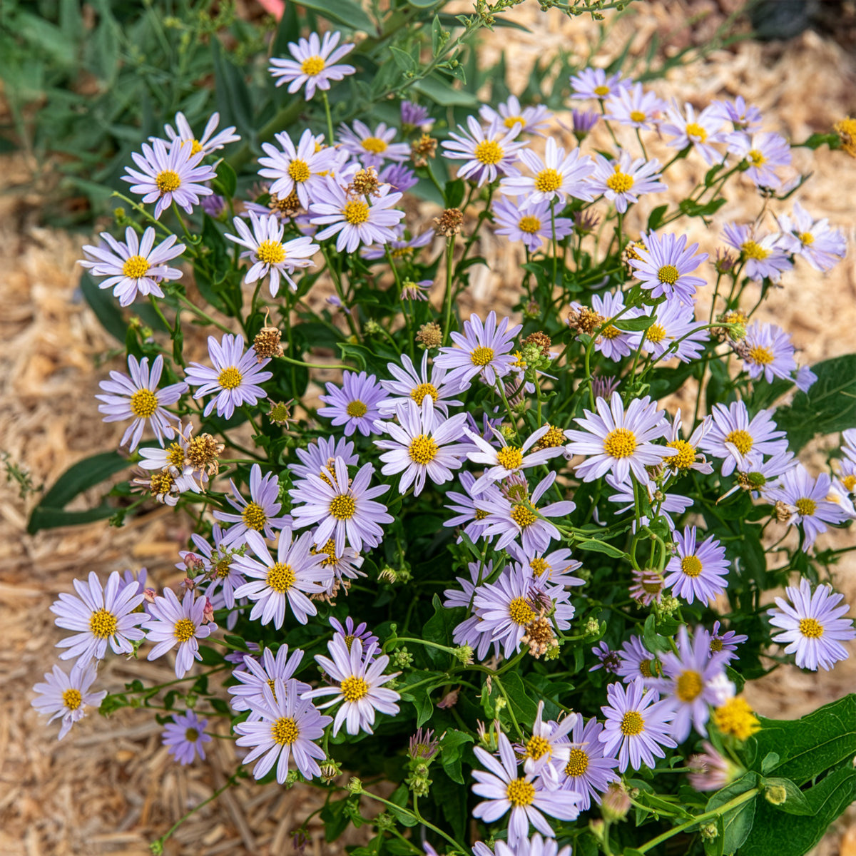 Schönaster Blue Star - Willemse