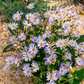 Schönaster Blue Star - Willemse