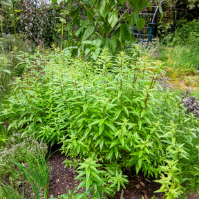 Verkauf Zitronenverbene - Aloysia citrodora