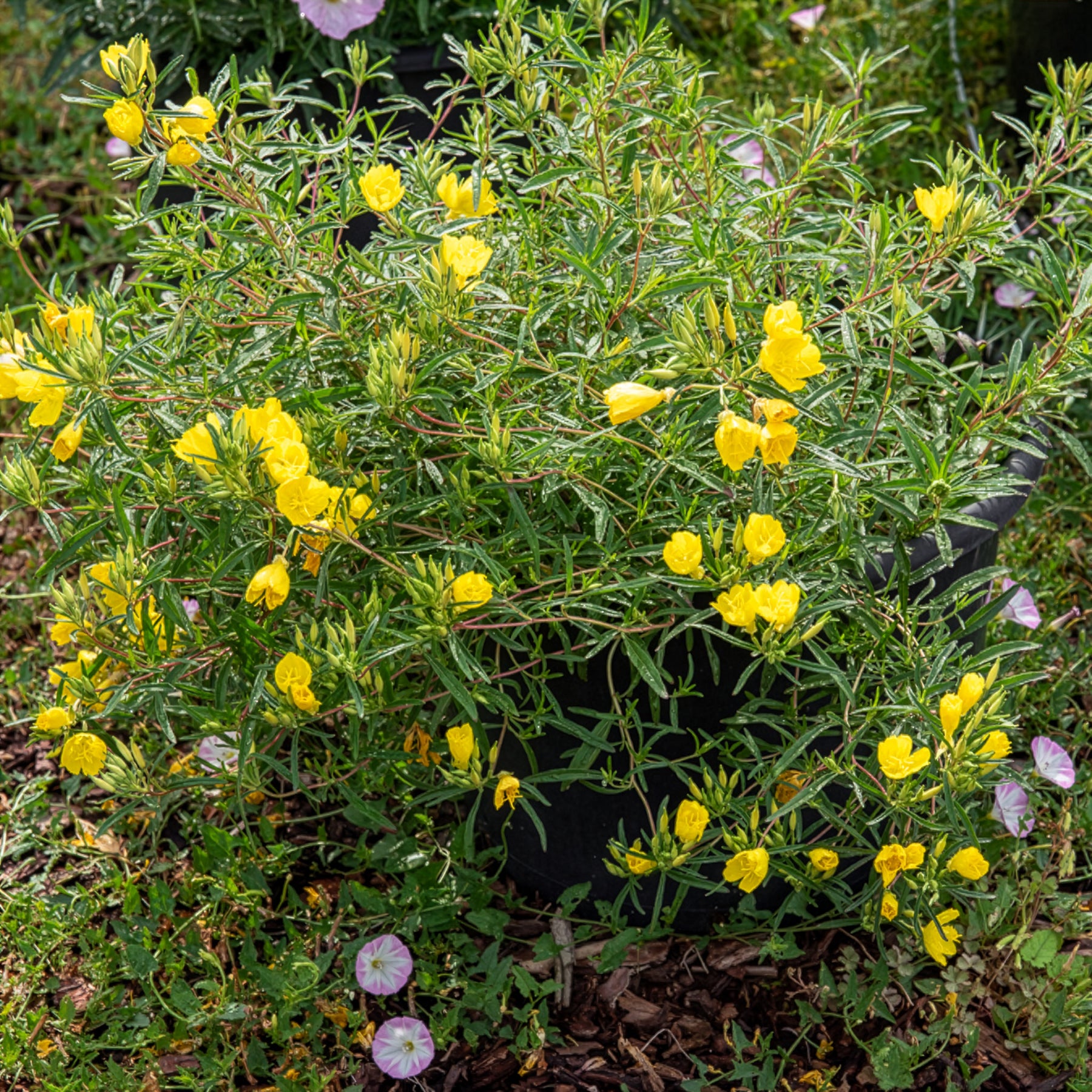 Nachtkerze African Sun - Oenothera African Sun - Willemse