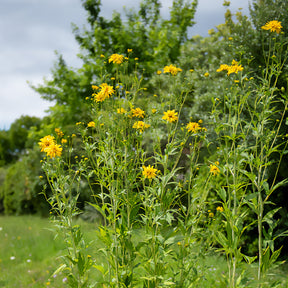 Geschlitztblättriger Sonnenhut 'Goldquelle' - Willemse