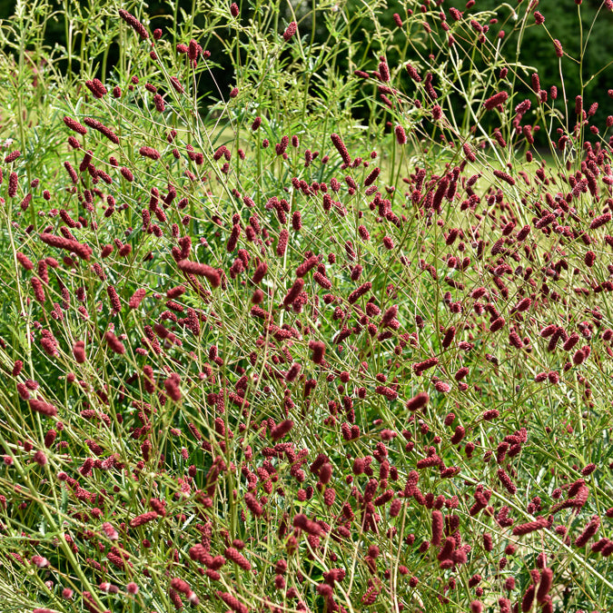 Großer Wiesenknopf - Sanguisorba officinalis - Willemse