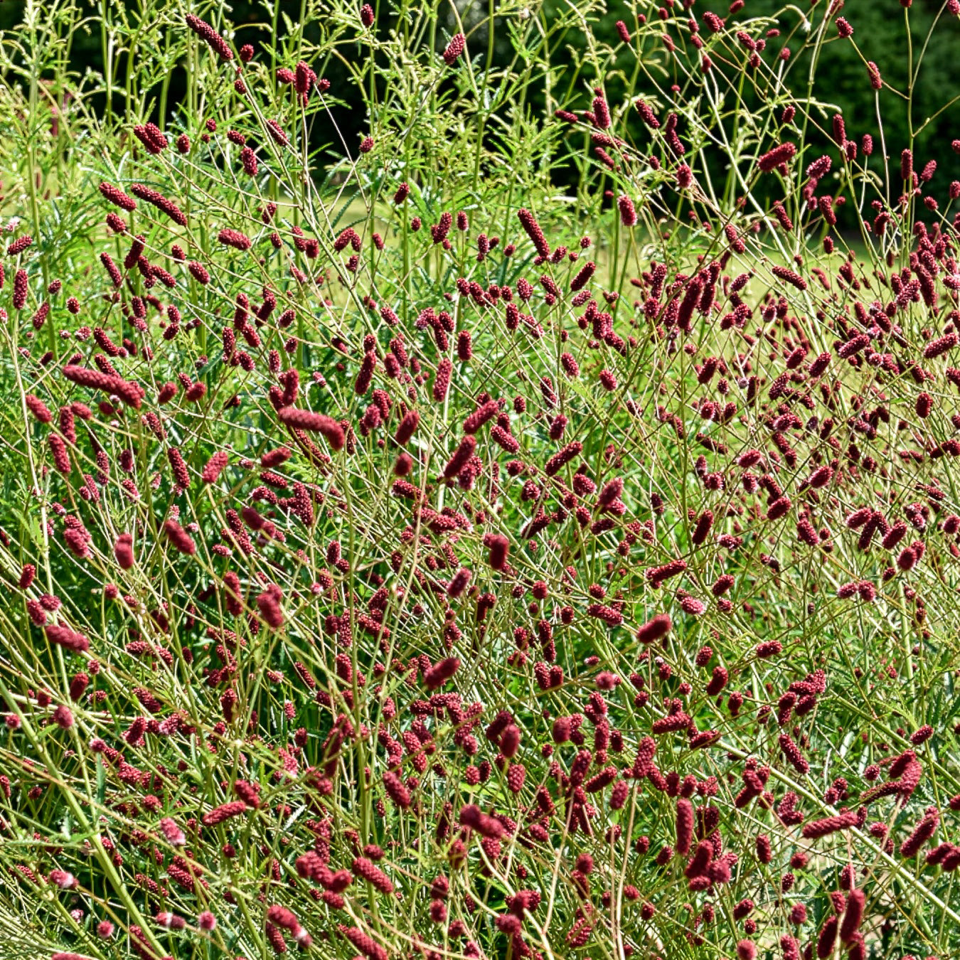 Verkauf 5 Stauden für eine Blumenwiese - 