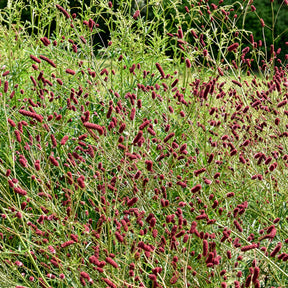 Verkauf 5 Stauden für eine Blumenwiese - 