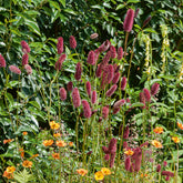 Großer Wiesenknopf - Willemse