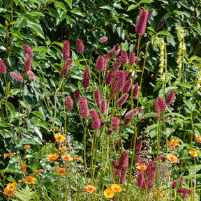Großer Wiesenknopf - Willemse