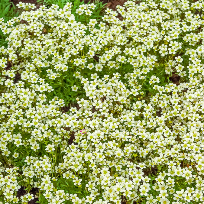 Moos-Steinbreche 'Pixie White' - Saxifraga arendsii White Pixie - Willemse