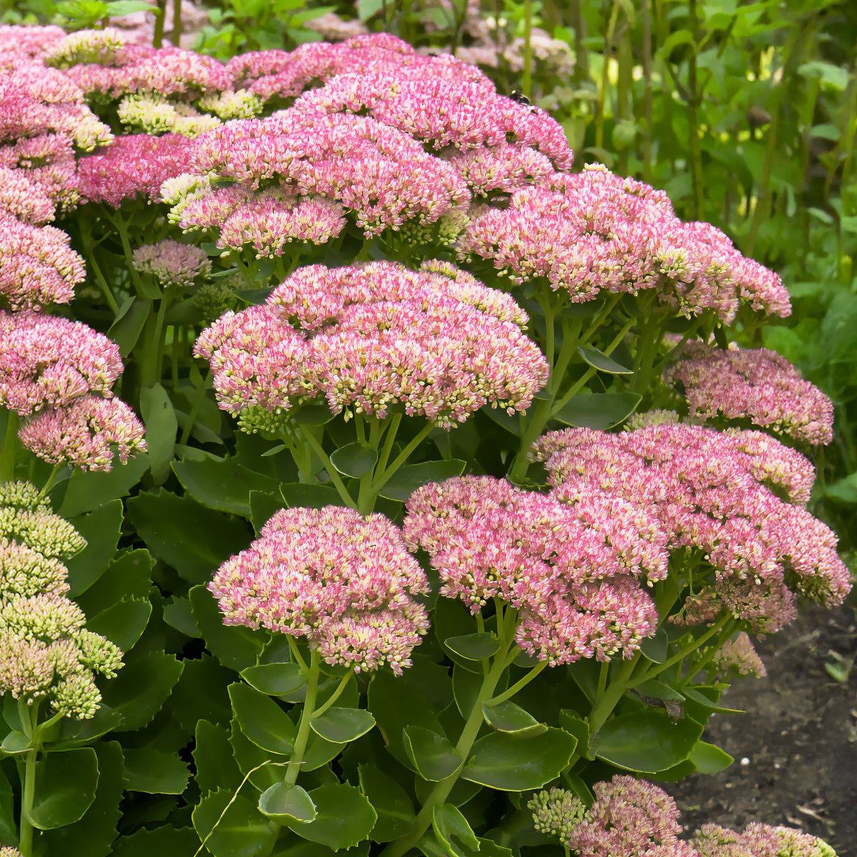 Sedum herbstfreude - Hohes-Fettblatt 'Herbstfreude' - Sedum - Fetthenne
